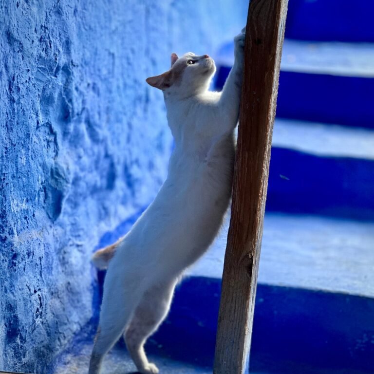 Depuis Casablanca : excursion guidée partagée à Chefchaouen