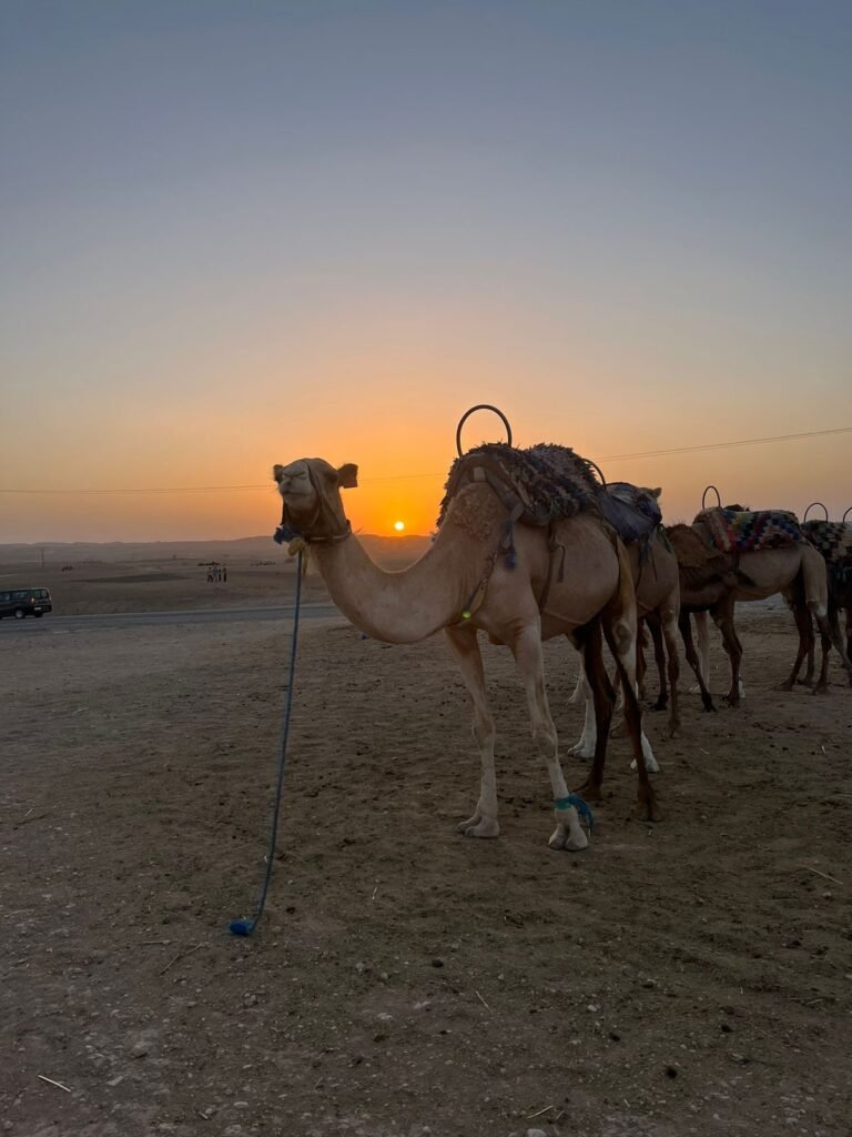 De Marrakech à Agafay : coucher de soleil, quad, chameau, dîner et spectacle de feu