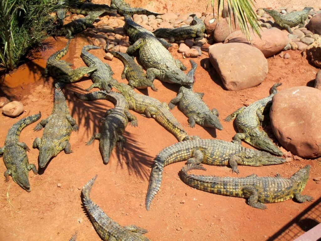 Crocoparc Agadir : visite en famille, billets et transfert