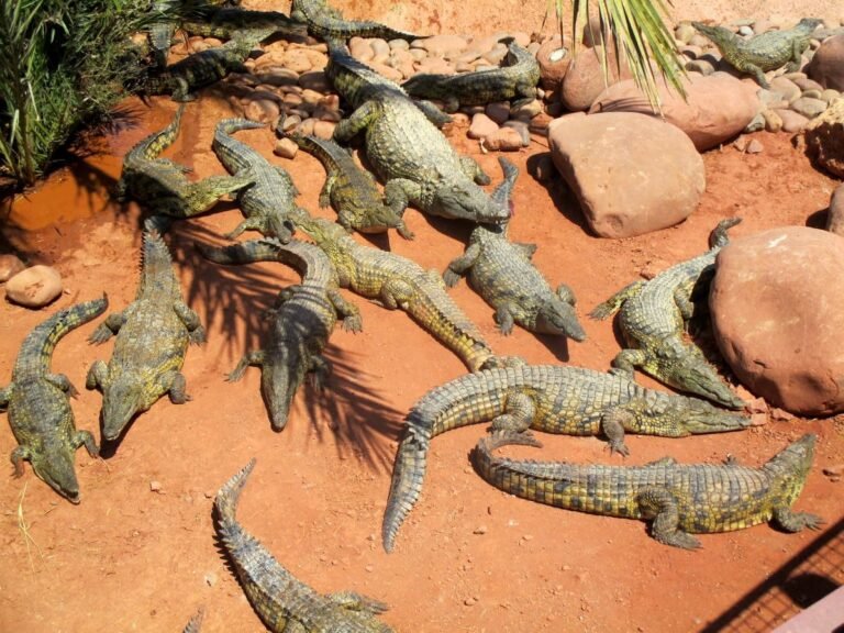 Crocoparc Agadir : visite en famille, billets et transfert
