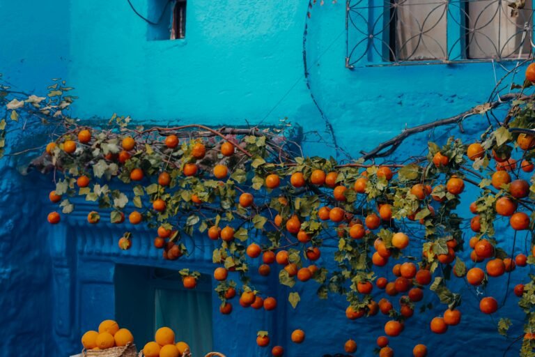 Depuis Casablanca : excursion guidée partagée à Chefchaouen