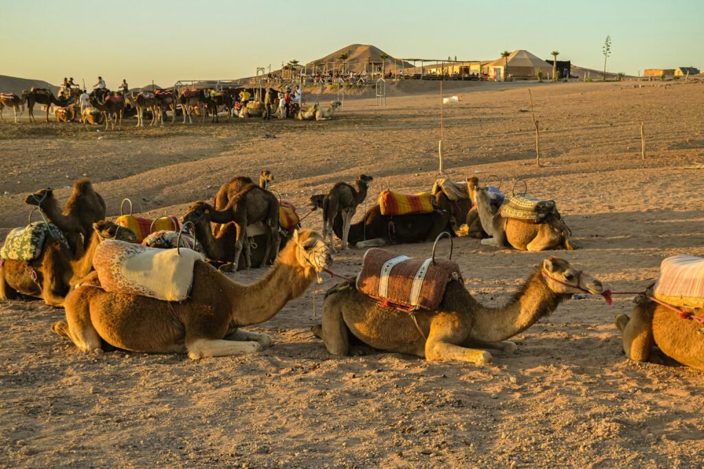 De Marrakech à Agafay : coucher de soleil, quad, chameau, dîner et spectacle de feu